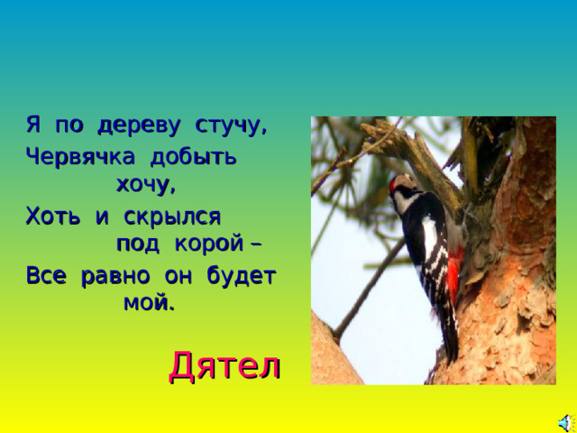 Я по дереву стучу, Червячка добыть хочу, Хоть и скрылся под корой – Все равно он будет мой. Дятел  