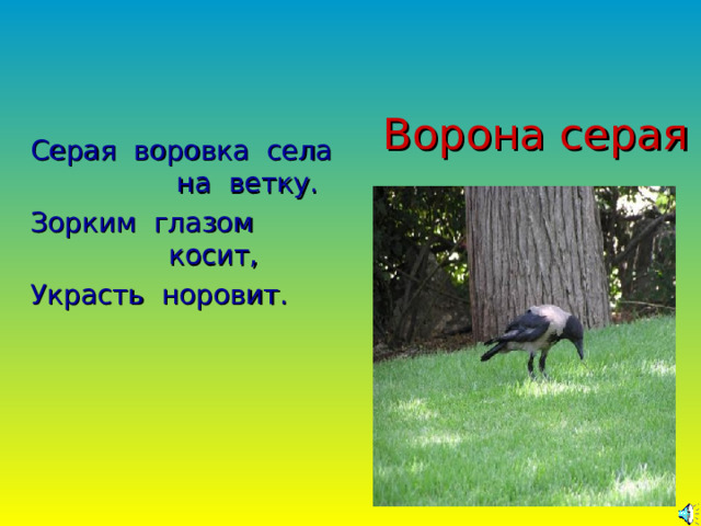 Ворона серая Серая воровка села на ветку. Зорким глазом косит, Украсть норовит. 