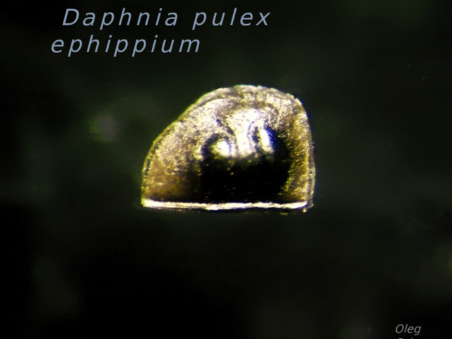  Daphnia pulex ephippium Oleg Orlov 
