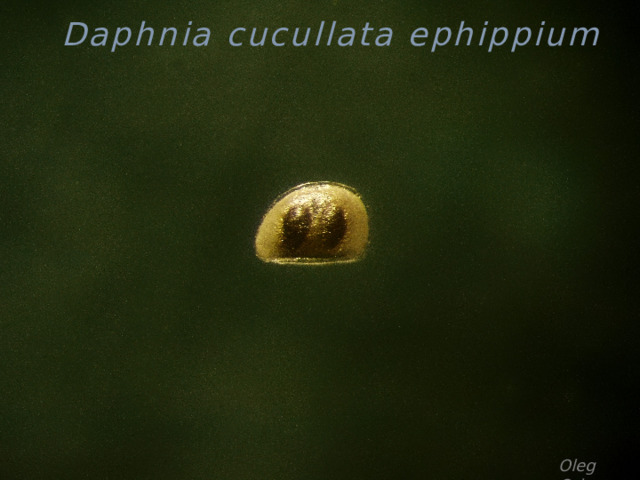  Daphnia cucullata ephippium Oleg Orlov 