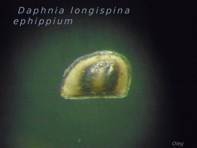  Daphnia longispina ephippium Oleg Orlov 
