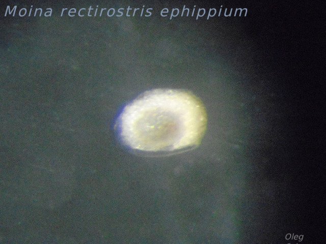 Moina rectirostris ephippium Oleg Orlov 