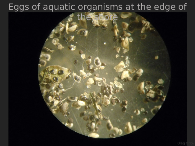 Eggs of aquatic organisms at the edge of the shore Oleg Orlov 