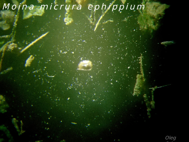 Moina micrura ephippium Oleg Orlov 