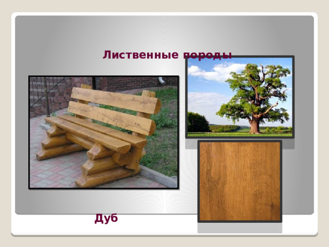 Лиственные породы Дуб 