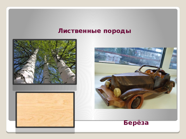 Лиственные породы Берёза 