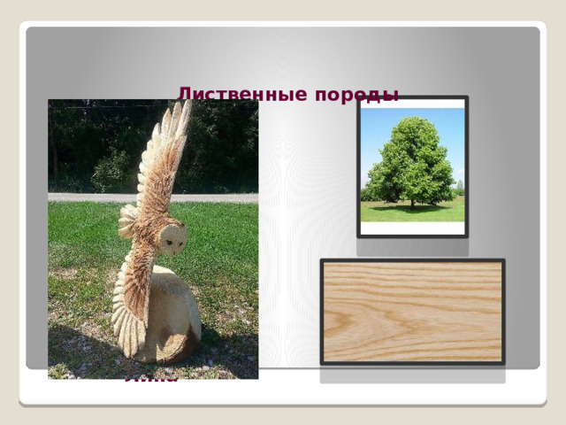 Лиственные породы Липа 