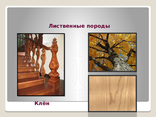 Лиственные породы Клён 