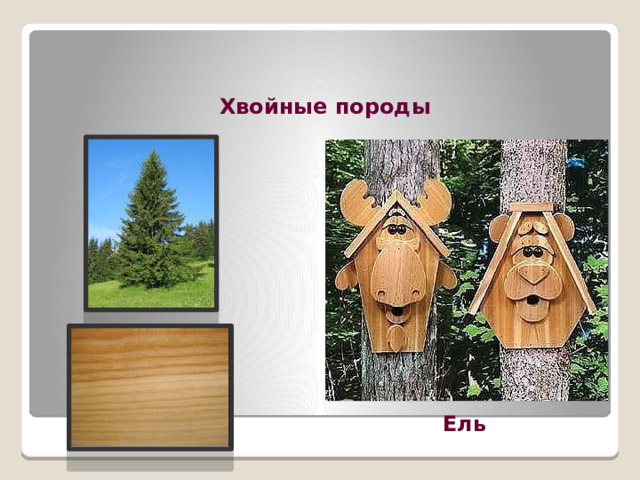 Хвойные породы Ель 