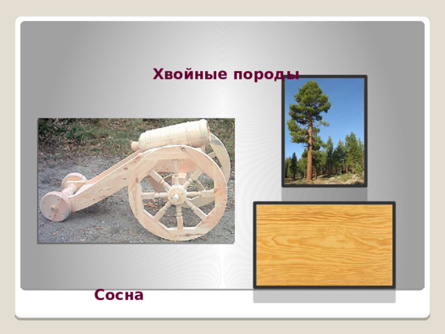 Хвойные породы Сосна 