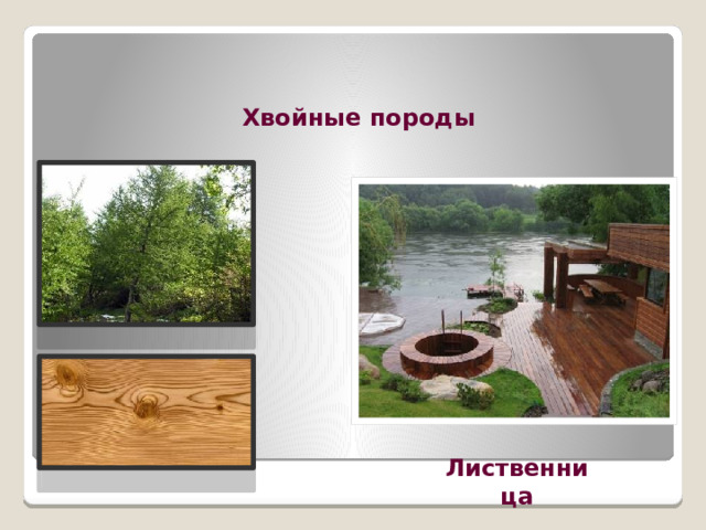 Хвойные породы Лиственница 