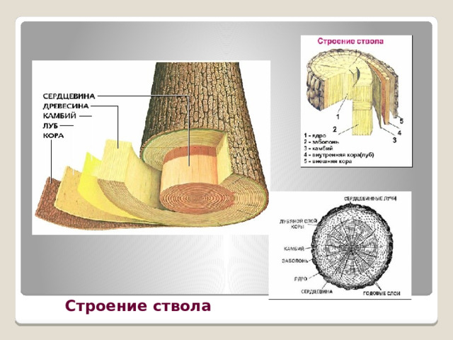 Строение ствола 