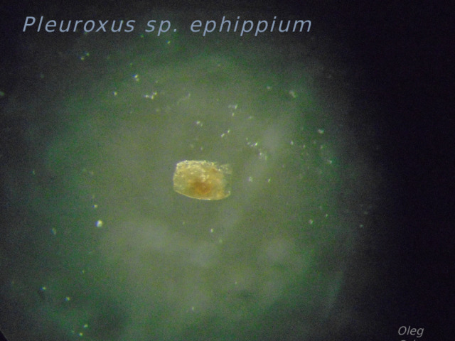  Pleuroxus sp. ephippium Oleg Orlov 