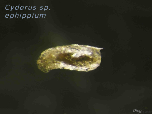 Cydorus sp. ephippium Oleg Orlov Oleg Orlov 