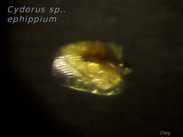 Cydorus sp.. ephippium Oleg Orlov 