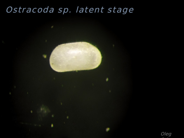 Ostracoda sp. latent stage Oleg Orlov 