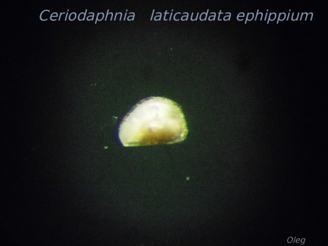 Ceriodaphnia laticaudata ephippium  Oleg Orlov 