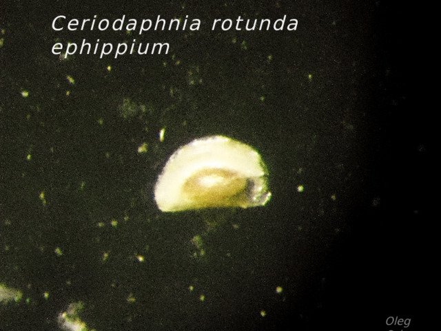 Ceriodaphnia rotunda ephippium Oleg Orlov 