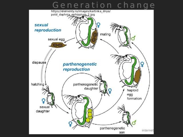  Generation change https://elementy.ru/images/kartinka_dnya/potd_daphnia_ephippium_2.jpg internet 