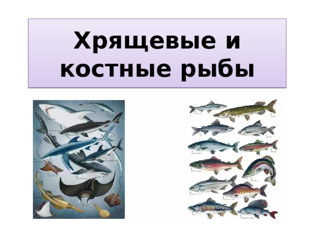 Хрящевые и костные рыбы 