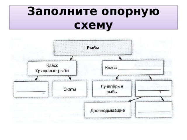 Заполните опорную схему 