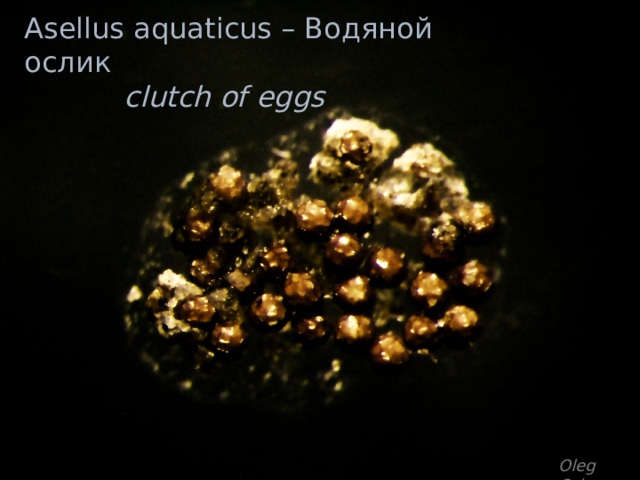 Asellus aquaticus – Водяной ослик  clutch of eggs Oleg Orlov 