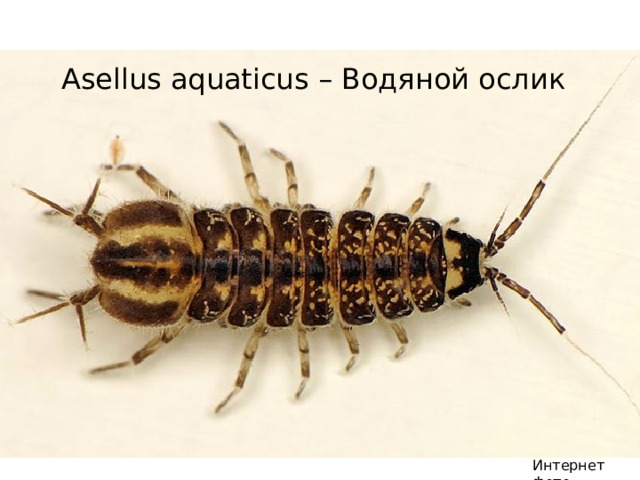 Asellus aquaticus – Водяной ослик Интернет фото 
