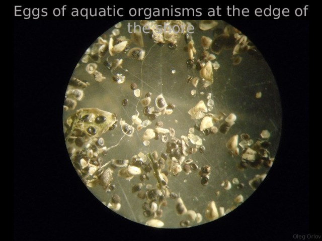 Eggs of aquatic organisms at the edge of the shore Oleg Orlov 