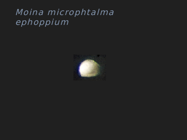 Moina microphtalma ephoppium 