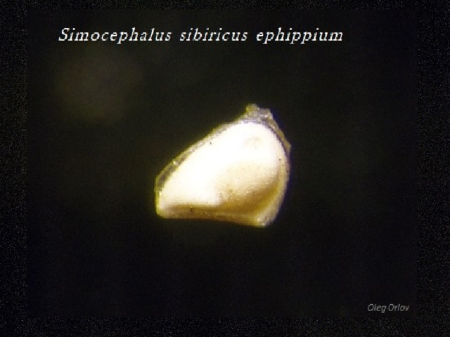 Simocephalus sibiricus ephippium 