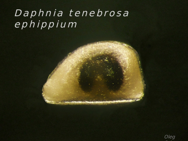 Daphnia tenebrosa ephippium Oleg Orlov 