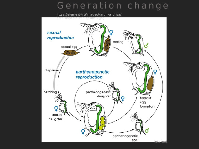  Generation change https://elementy.ru/images/kartinka_dnya/potd_daphnia_ephippium_2.jpg internet 