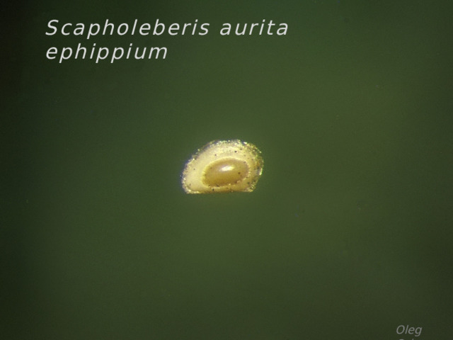 Scapholeberis aurita ephippium Oleg Orlov 