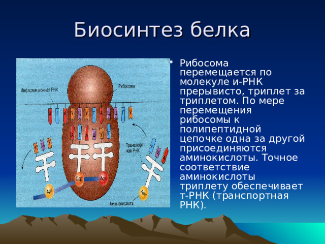 Биосинтез белка Рибосома перемещается по молекуле и-РНК прерывисто, триплет за триплетом. По мере перемещения рибосомы к полипептидной цепочке одна за другой присоединяются аминокислоты. Точное соответствие аминокислоты триплету обеспечивает т-РНК (транспортная РНК).  