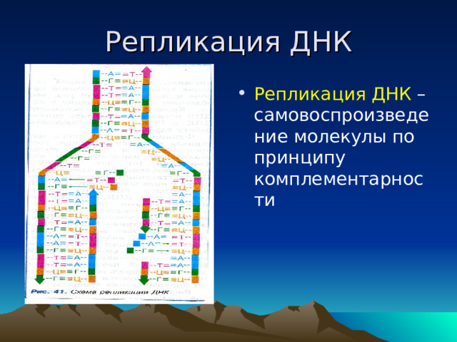 Репликация ДНК Репликация ДНК – самовоспроизведение молекулы по принципу комплементарности 
