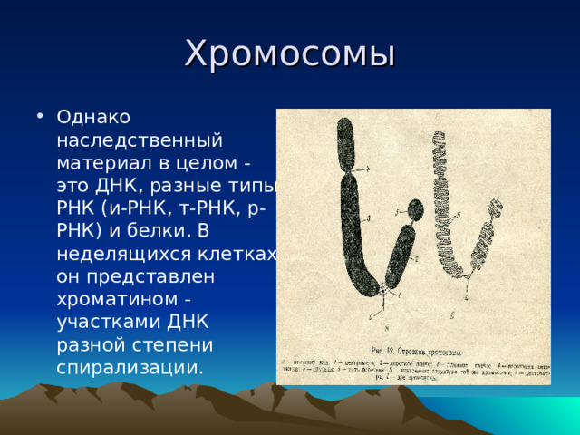 Хромосомы Однако наследственный материал в целом - это ДНК, разные типы РНК (и-РНК, т-РНК, р-РНК) и белки. В неделящихся клетках он представлен хроматином - участками ДНК разной степени спирализации.  