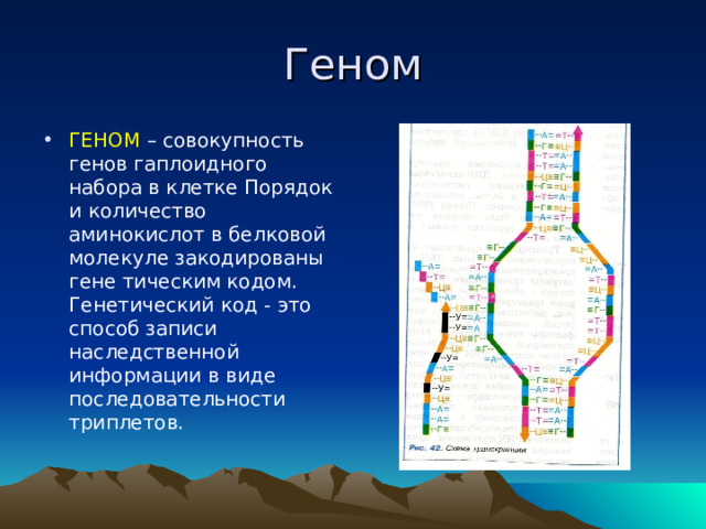 Геном ГЕНОМ – совокупность генов гаплоидного набора в клетке Порядок и количество аминокислот в белковой молекуле закодированы гене тическим кодом. Генетический код - это способ записи наследственной информации в виде последовательности триплетов.  