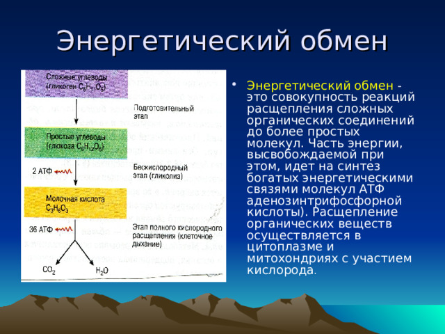 Энергетический обмен Энергетический обмен - это совокупность реакций расщепления сложных органических соединений до более простых молекул. Часть энергии, высвобождаемой при этом, идет на синтез богатых энергетическими связями молекул АТФ аденозинтрифосфорной кислоты). Расщепление органических веществ осуществляется в цитоплазме и митохондриях с участием кислорода . 