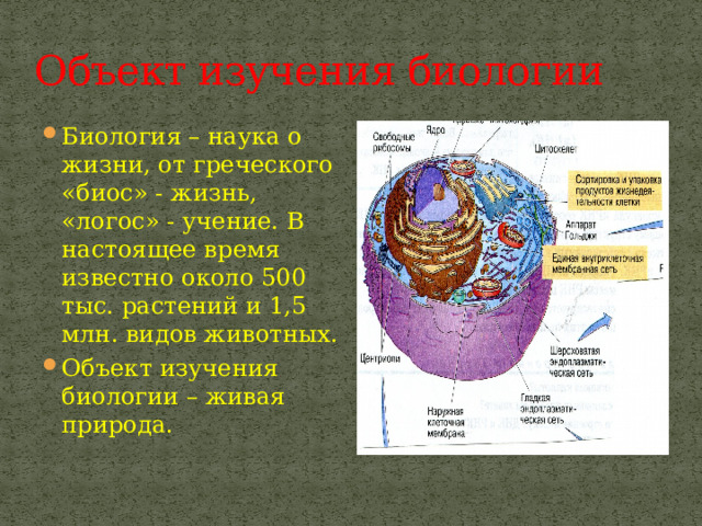 Объект изучения биологии Биология – наука о жизни, от греческого «биос» - жизнь, «логос» - учение. В настоящее время известно около 500 тыс. растений и 1,5 млн. видов животных. Объект изучения биологии – живая природа.  