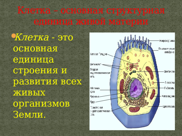 Клетка – основная структурная единица живой материи Клетка - это основная единица строения и развития всех живых организмов Земли. 