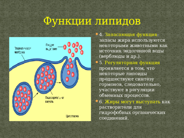 Функции липидов 4. Запасающая функция : запасы жира используются некоторыми животными как источник эндогенной воды (верблюды и др.). 5 . Регуляторная функция проявляется в том, что некоторые липоиды предшествуют синтезу гормонов, следовательно, участвуют в регуляции обменных процессов. 6 . Жиры могут выступать как растворители для гидрофобных органических соединений. 