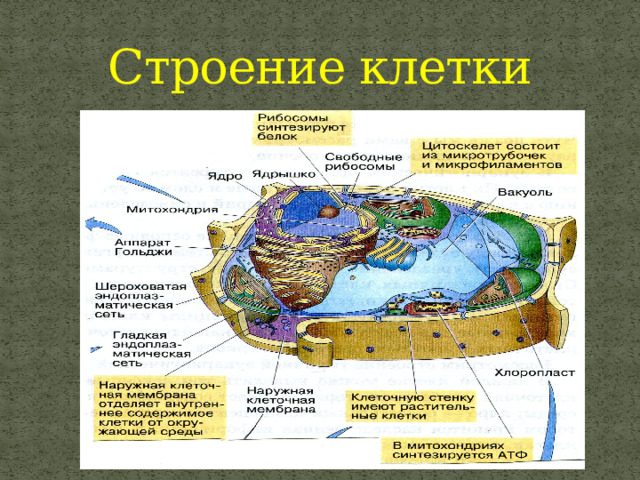 Строение клетки 