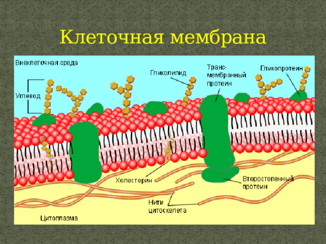 Клеточная мембрана 