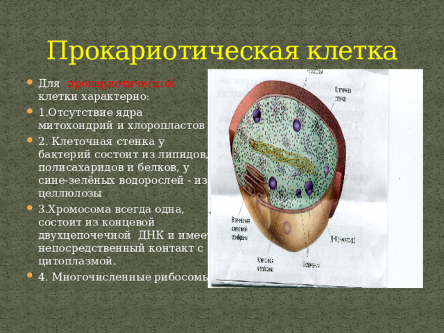 Прокариотическая клетка Для прокариотической клетки характерно: 1.Отсутствие ядра митохондрий и хлоропластов 2. Клеточная стенка у бактерий состоит из липидов, полисахаридов и белков, у сине-зелёных водорослей - из целлюлозы 3.Хромосома всегда одна, состоит из концевой двухцепочечной ДНК и имеет непосредственный контакт с цитоплазмой. 4. Многочисленные рибосомы. 