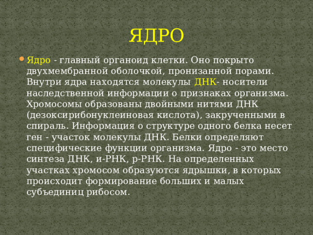 ЯДРО Ядро - главный органоид клетки. Оно покрыто двухмембранной оболочкой, пронизанной порами. Внутри ядра находятся молекулы ДНК - носители наследственной информации о признаках организма. Хромосомы образованы двойными нитями ДНК (дезоксирибонуклеиновая кислота), закрученными в спираль. Информация о структуре одного белка несет ген - участок молекулы ДНК. Белки определяют специфические функции организма. Ядро - это место синтеза ДНК, и-РНК, р-РНК. На определенных участках хромосом образуются ядрышки, в которых происходит формирование больших и малых субъединиц рибосом. 