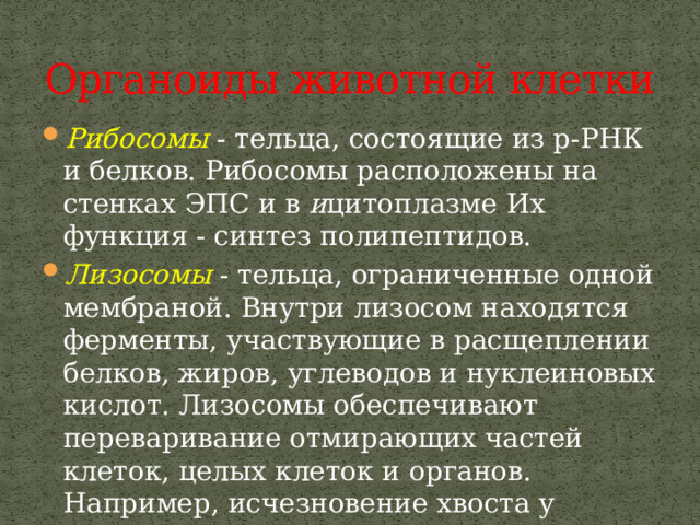 Органоиды животной клетки Рибосомы  - тельца, состоящие из р-РНК и белков. Рибосомы расположены на стенках ЭПС и в и цитоплазме Их функция - синтез полипептидов. Лизосомы - тельца, ограниченные одной мембраной. Внутри лизосом находятся ферменты, участвующие в расщеплении белков, жиров, углеводов и нуклеиновых кислот. Лизосомы обеспечивают переваривание отмирающих частей клеток, целых клеток и органов. Например, исчезновение хвоста у головастиков лягушки происходит под действием ферментов лизосом. 
