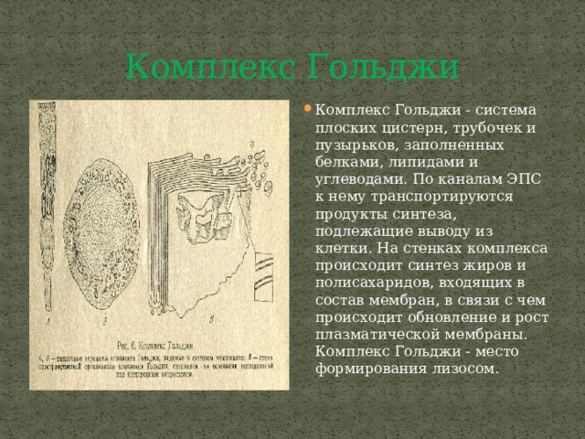 Комплекс Гольджи Комплекс Гольджи - система плоских цистерн, трубочек и пузырьков, заполненных белками, липидами и углеводами. По каналам ЭПС к нему транспортируются продукты синтеза, подлежащие выводу из клетки. На стенках комплекса происходит синтез жиров и полисахаридов, входящих в состав мембран, в связи с чем происходит обновление и рост плазматической мембраны. Комплекс Гольджи - место формирования лизосом. 
