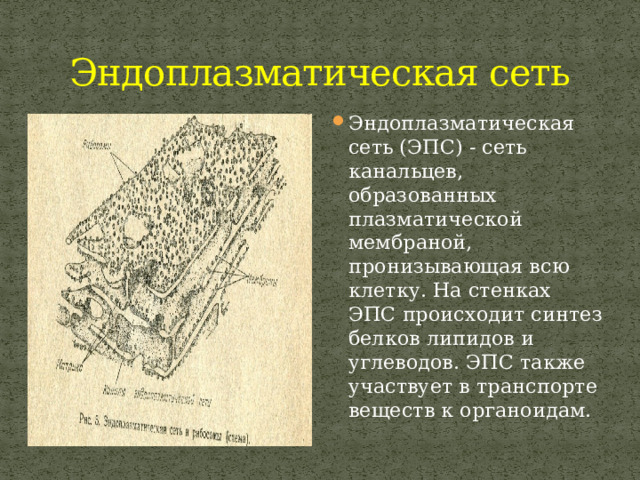 Эндоплазматическая сеть Эндоплазматическая сеть (ЭПС) - сеть канальцев, образованных плазматической мембраной, пронизывающая всю клетку. На стенках ЭПС происходит синтез белков липидов и углеводов. ЭПС также участвует в транспорте веществ к органоидам. 