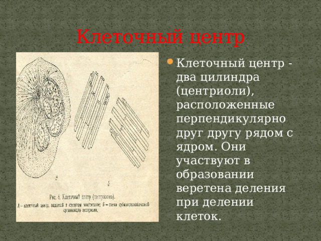 Клеточный центр Клеточный центр - два цилиндра (центриоли), расположенные перпендикулярно друг другу рядом с ядром. Они участвуют в образовании веретена деления при делении клеток. 