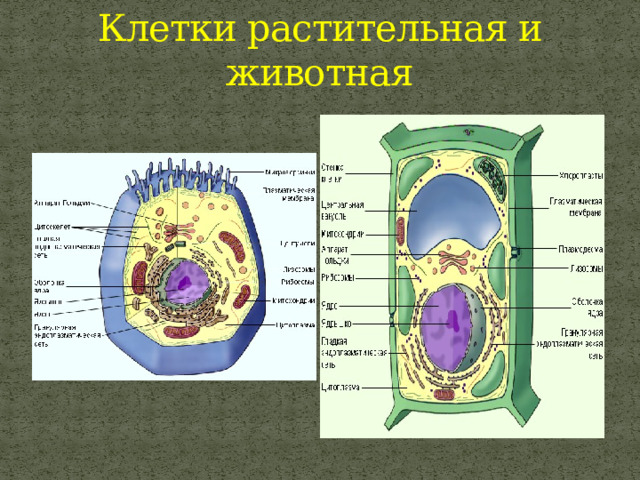 Клетки растительная и животная 